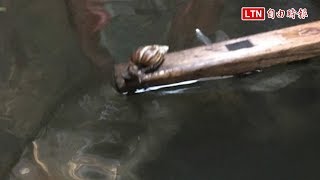 水災漏網鏡頭！ 蝸牛牢吸木板凳腳求生