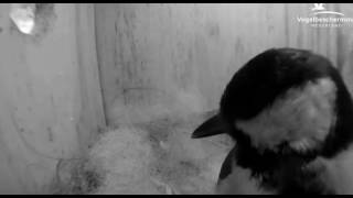 CJ Wildlife/Vivara Webcams - 06.04.17 (Male Sings & Female Builds Nest)