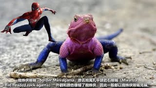 十種外觀奇特的生物，卡通一般的生物