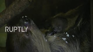 Precious 1-month-old sloth baby hangs out with parents at Halle Zoo