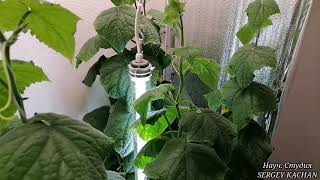 Огуречная и клубничная ферма по взращиванию полезных сельхоз культур в промышленных масштабах.
