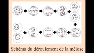 Chapitre XI : Anatomie des appareils reproducteurs, gamétogénèse et fécondation.