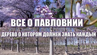 ВСЕ О ПАВЛОВНИИ. ПАВЛОВНИЯ - ДЕРЕВО, КОТОРОЕ ВАС УДИВИТ! ( Павловнія ; Paulownia )