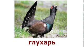 "Кто из птиц как голос подаёт?" Логопедическое задание