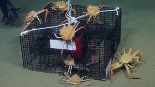 Baited "Crab Shack"