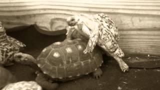 Turtle with recently amputated penis still loves sex!