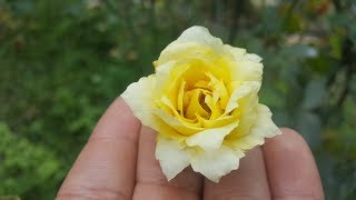 Golden Delight/ Le Grice 1956 - una floracion inusual del rosal