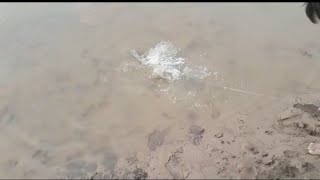 Fish Hunting
