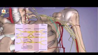 Axilla Anatomy - Brachial Plexus, Arteries, Muscles