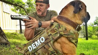 Бронежилет для собаки - проверка | Разрушительное ранчо 