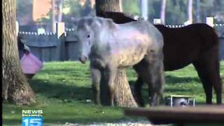 Abandoned horses remain a mystery