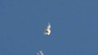 Бойные голуби Добровольского Леонида-Baku pigeons 2008 yers 1-1