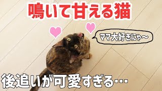 ママに鳴きながら全力で甘える猫が可愛すぎる…