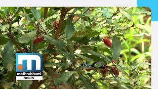 Miracle Fruit In Rasheed's Farm | Mathrubhumi News