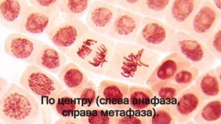 Атлас мутаций