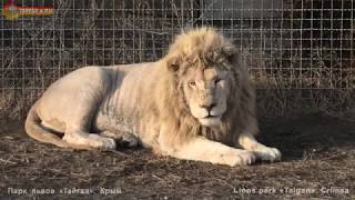 Никто не поет! Львы в Тайгане чувствуют беду. Life of lions Taigan.