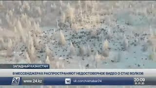 В мессенджерах распространяют недостоверное видео о стае волков, приближающейся к границе