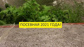 Как поживают мои первые посевы томатов? 