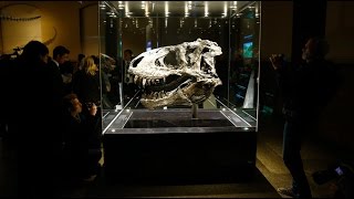 Pregnant T-rex fossil may help explain evolution of birds