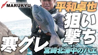 寒グレ狙い【必見】平和卓也 磯際勝負を制する