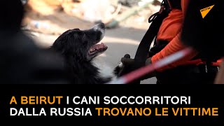 Esplosione a Beirut, i cani soccorritori dalla Russia trovano le vittime