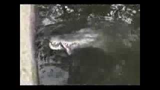 PACO EL LAGARTO DE SAN JUAN DEL SUR 2014 ENERO 06