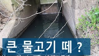 이런 하수구 에  물고기 떼 가 몰려 있다니 ?