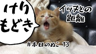 本日のぬこ⑬ けりぐるみ！？