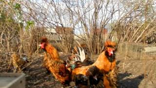 ПАРАЛЛЕЛЬНЫЕ МИРЫ Котята в гостях у кур