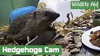 Cute Hedgehogs Found Guilty of Wrecking the Furniture!