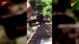 Голодный медведь чуть было не оставил компанию без шашлыка