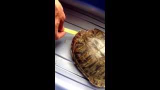 Mr. Turtle loves vegetables!