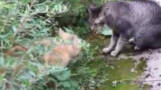 the funniest catfight ever =) starring leon
