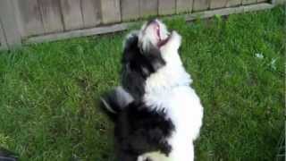 Oh My Dog