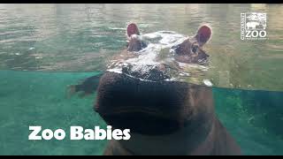 Zoo Babies 2021 - Cincinnati Zoo