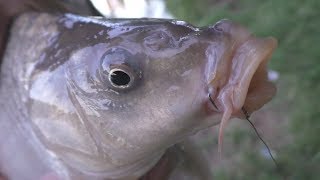 Рыбалка . Ловля карпа на поплавок. My fishing