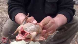Как правильно потрошить утку (18+). / How to gut a duck.