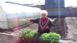 КАК ВЫРАСТИТЬ РАССАДУ НА ПРОДАЖУ? Часть 4 - закаливание. 
