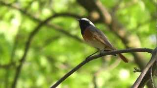 common redstart,    gekraagde roodstaart,     phoenicurus phoenicurus