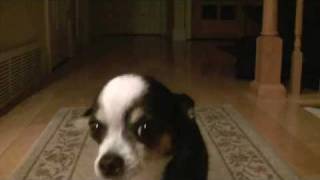 The Spicy Chihuahua - RIP