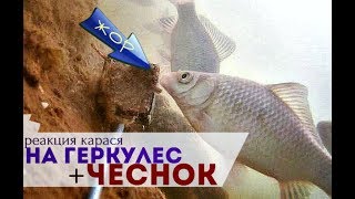 ?Реакция карася на геркулес с чесноком! Карась с ума сходит от этой прикормки!