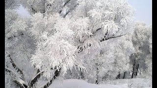 Мокрый снег, мокрая земля, сыро, ветер, 0 градусов.(ЗИМА НЕ ХОЧИТ УХОДИТЬ)