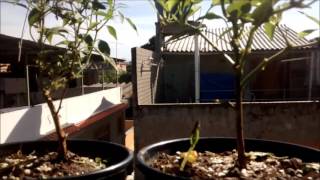 PLANTANDO PIMENTA APARTI DE ESTAQUIA