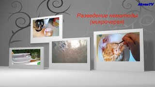 КОРМ ДЛЯ МАЛЬКОВ. РАЗВЕДЕНИЕ НЕМАТОДЫ. (МИКРОЧЕРВЬ, УКСУСНАЯ УГРИЦА)
