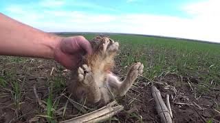 Ушастые камикадзе сидят до последнего на пути трактора, the hare kamikaze  мтз 1221.2 культивация