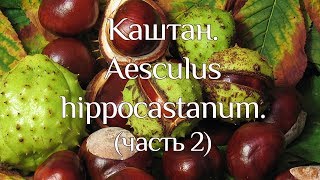 Каштан. Aesculus hippocastanum. (часть 2)