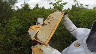 Honey Super Exclusive (Looking forward to our Honey Harvest)