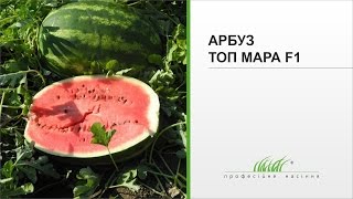 Арбуз Топ Мара F1 | Кавун Топ Мара F1