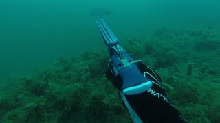Подводная охота в море.  Арбалет.  Горбыли.