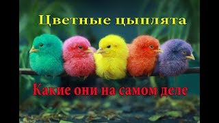 ЦВЕТНЫЕ ЦЫПЛЯТА, какие они на самом деле
